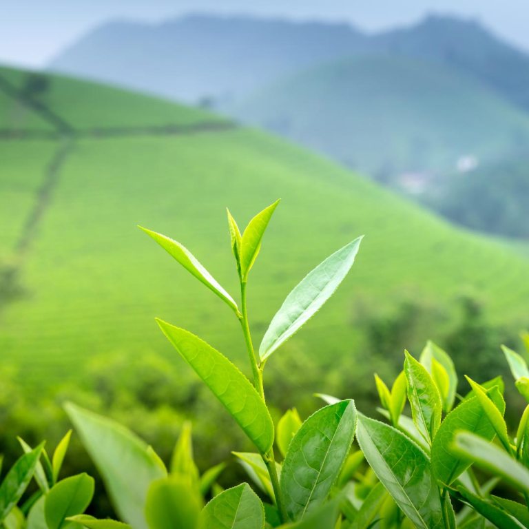 Absolute Aromas Prevention Essential Blend 5