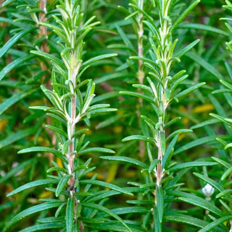 Absolute Aromas Rosemary Essential Oil