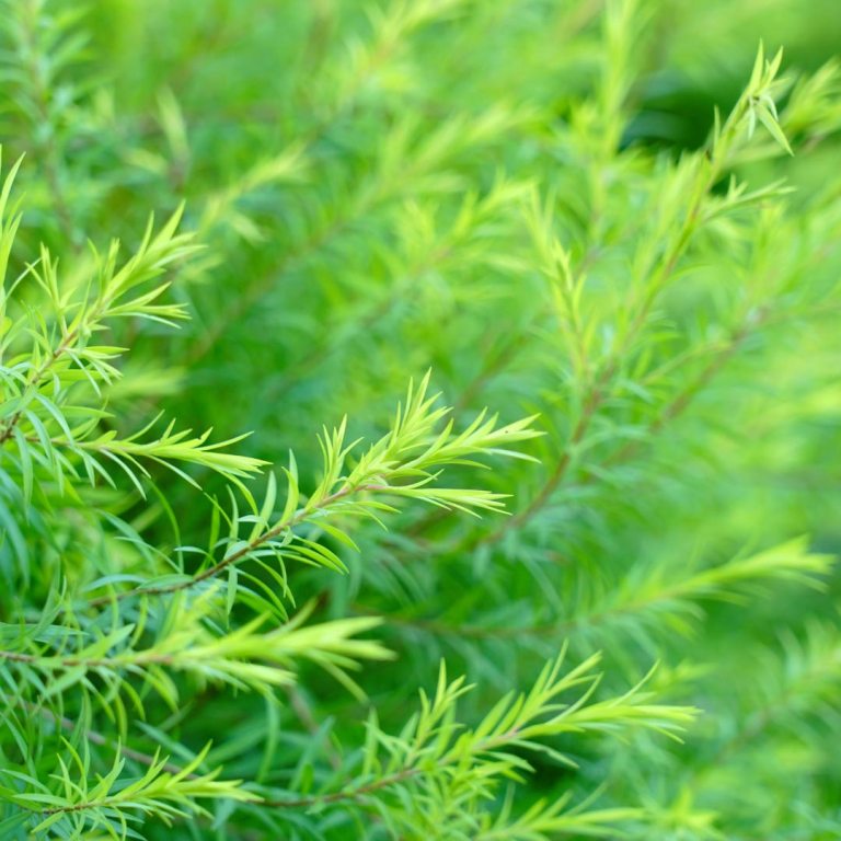 Absolute Aromas Tea Tree Essential Oil