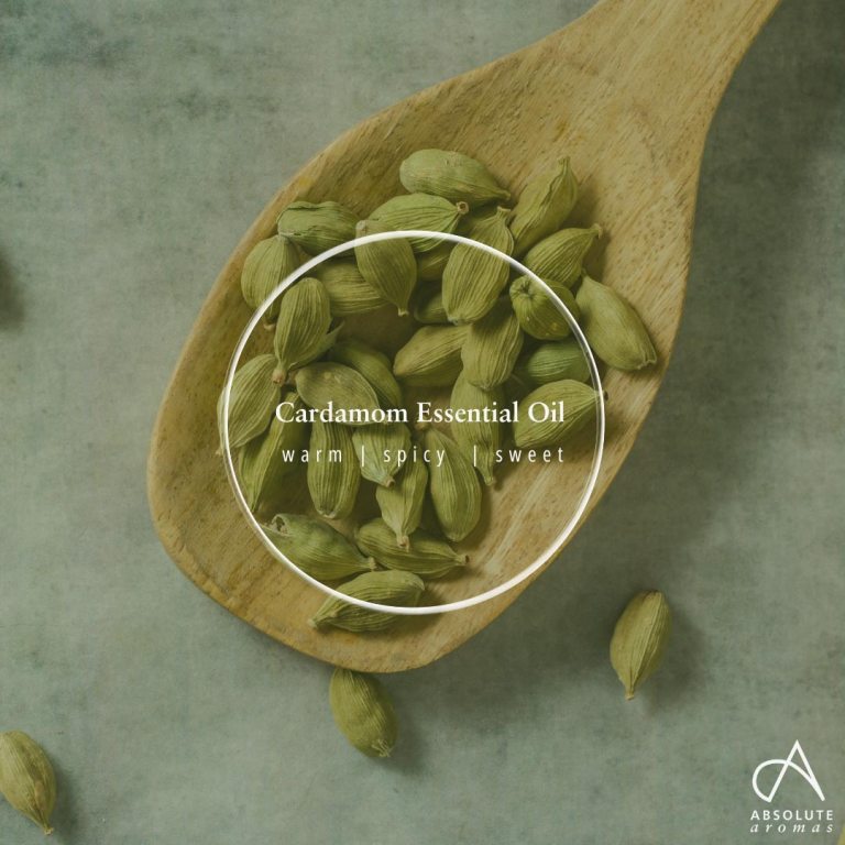 Absolute Aromas Cardamom Essential Oil 5