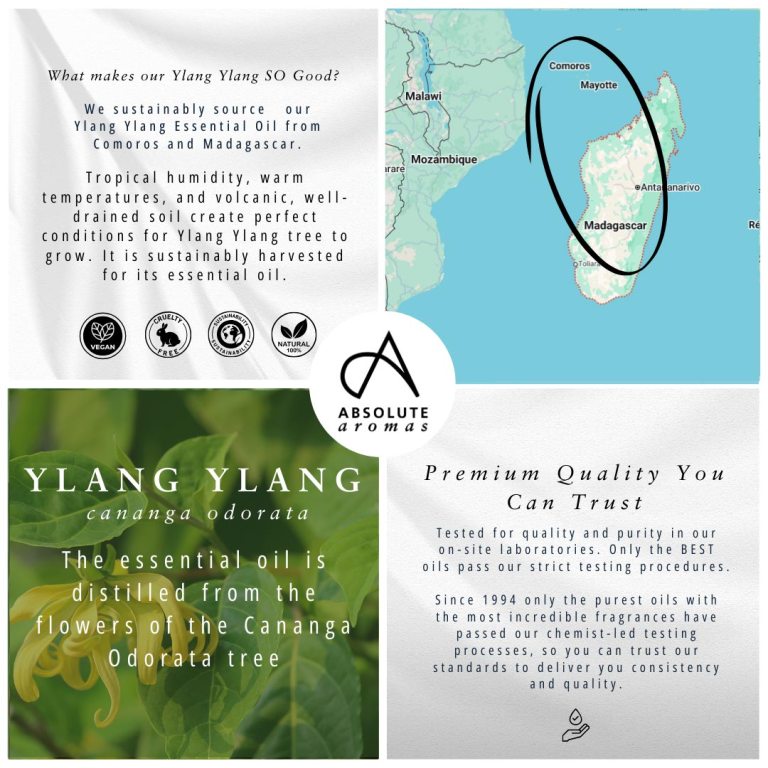 Absolute Aromas Ylang Ylang Essential Oil 4